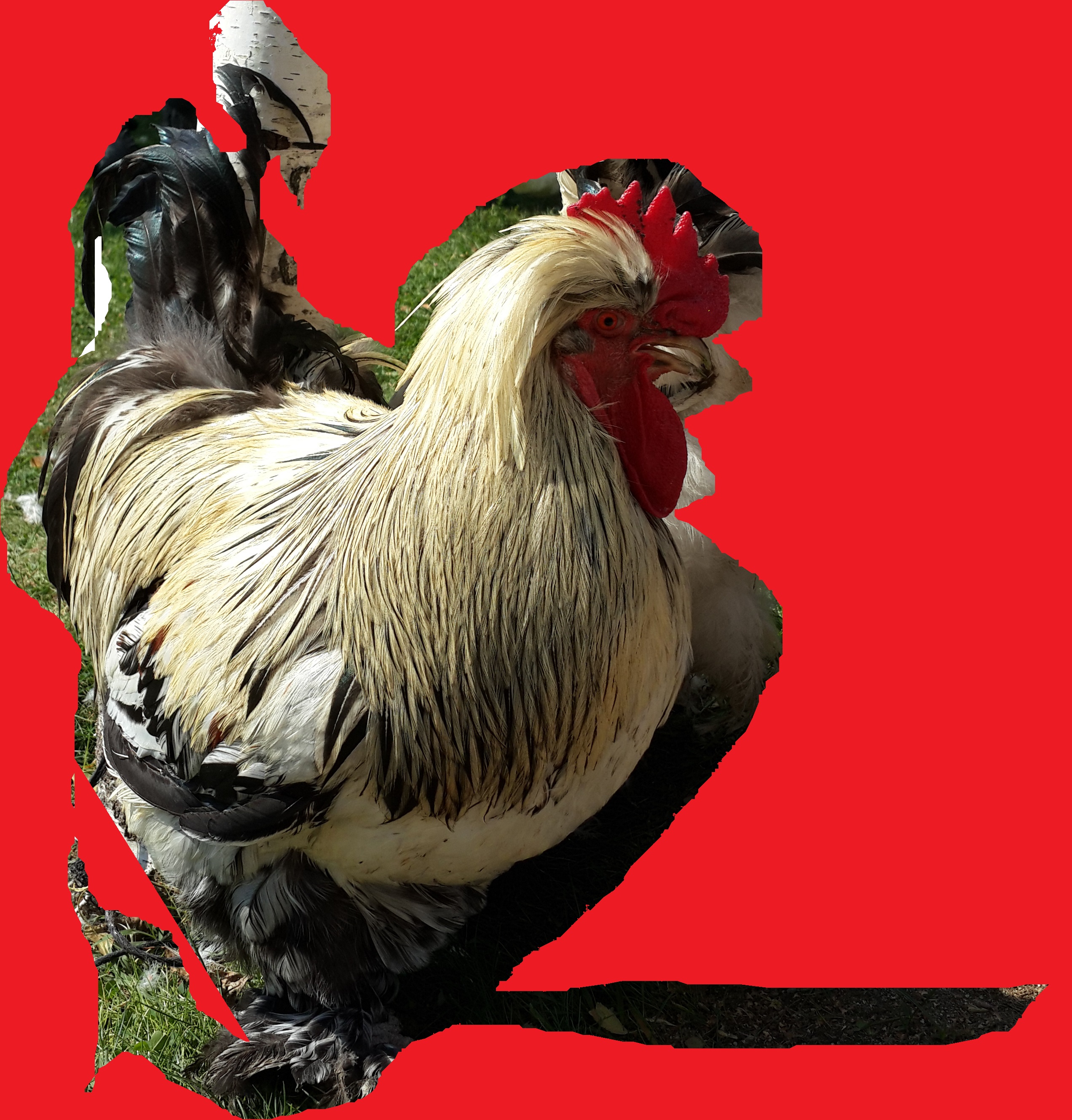 Bitpazarı Eskişehir 2014 “Pazarın Efendisi ”